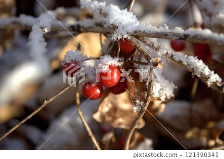 Snow covered red berries 121390341
