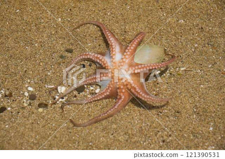 小章魚被沖上海灘 小章魚被沖上海灘 121390531