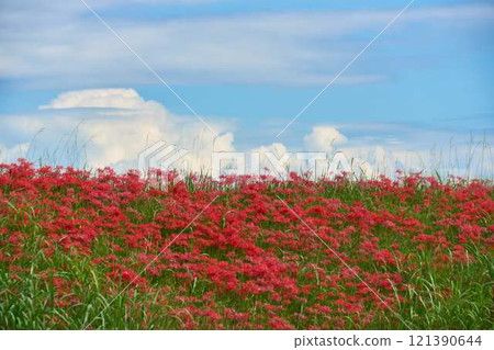 Red spider lilies spreading out under the blue sky Red spider lilies spreading out under the blue sky 121390644