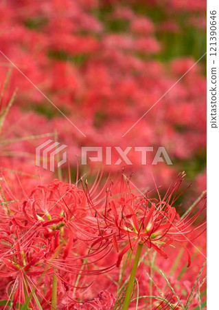 蜘蛛百合的紅地毯鋪滿了整個地方 蜘蛛百合的紅地毯鋪滿了整個地方 121390646