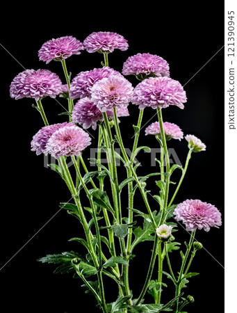 Pink Chrysanthemums on a black background 121390945