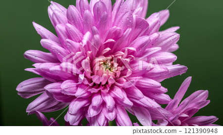 Pink Chrysanthemums on Green Background 121390948