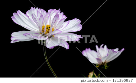 Delicate Cosmos flowers Blooms black background Delicate Cosmos flowers Blooms black background 121390957
