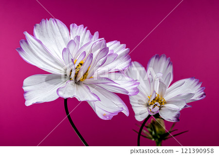 Delicate Cosmos flowers Blooms pink background 121390958