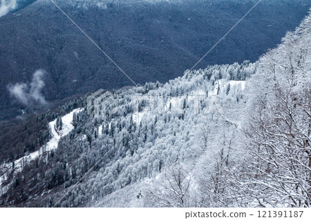 Snowy forest in the mountains 121391187