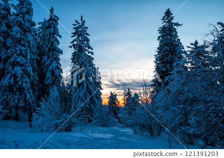 Winter forest covered in snow at sunset day Winter forest covered in snow at sunset day 121391203