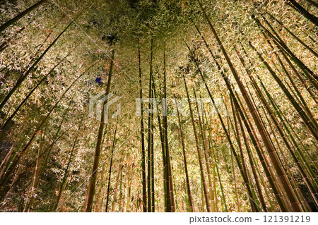 Illumination of the bamboo forest in Arashiyama, Kyoto 121391219