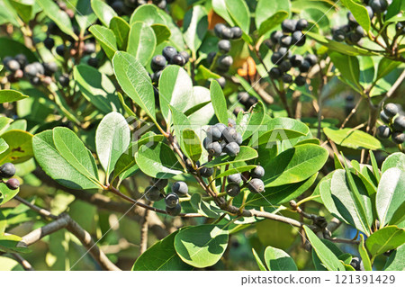 黑沙林拜果(秋季、十一月) 黑沙林拜果(秋季、十一月) 121391429