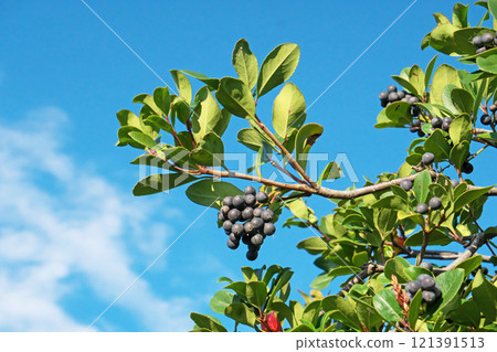 Black Rhaphiolepis umbellata fruit (autumn, November) 121391513