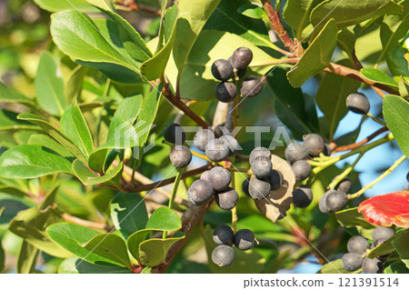Black Rhaphiolepis umbellata fruit (autumn, November) 121391514