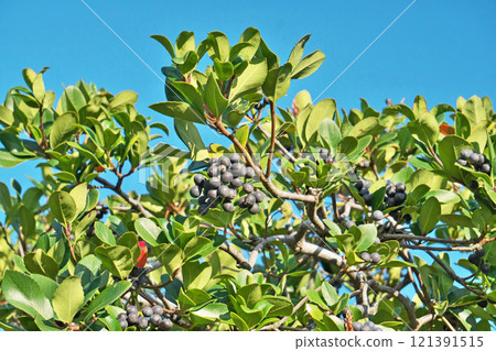 Black Rhaphiolepis umbellata fruit (autumn, November) Black Rhaphiolepis umbellata fruit (autumn, November) 121391515