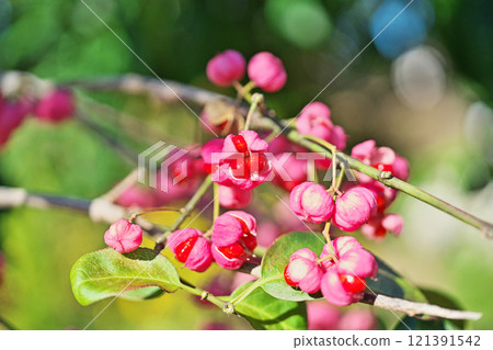 粉紅真由美果實(秋季、11月) 粉紅真由美果實(秋季、11月) 121391542