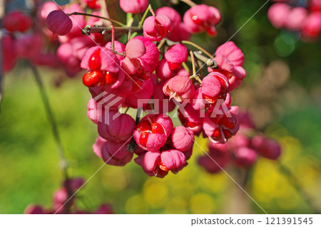 Pink Mayumi fruit (autumn, November) 121391545