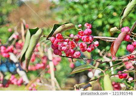 Pink Mayumi fruit (autumn, November) 121391546