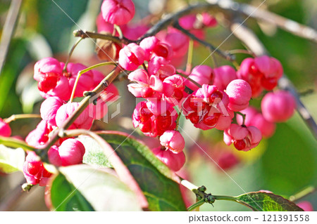 Pink Mayumi fruit (autumn, November) 121391558