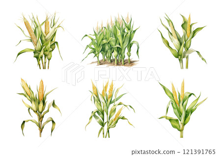 Corn Stalks Watercolor Collection Bundle Set Isolated on a Transparent Background 121391765