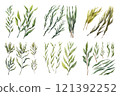 Seaweed Collection Watercolor Collection Bundle Set Isolated on a Transparent Background 121392252