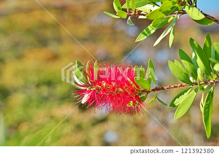 Red bottlebrush flowers (autumn, November) 121392380