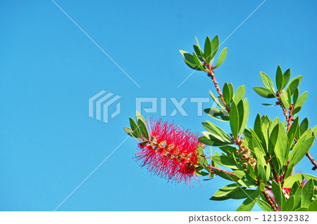 Red bottlebrush flowers (autumn, November) 121392382