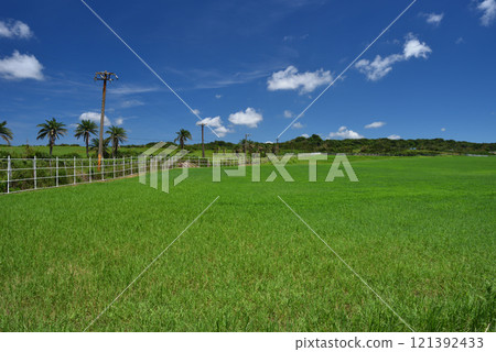 Livestock farm grassland landscape in sunny weather Livestock farm grassland landscape in sunny weather 121392433