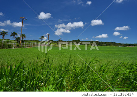 晴朗天氣的畜牧農場草原景觀 晴朗天氣的畜牧農場草原景觀 121392434