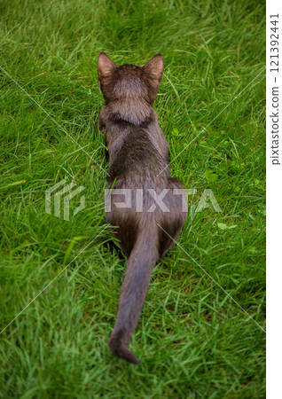 Black kitten with its back to the camera on the grass. Cat on a green lawn. Pet Black kitten with its back to the camera on the grass. Cat on a green lawn. Pet 121392441