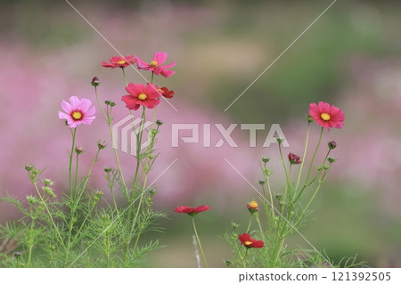 秋天的櫻桃樹 秋天的櫻桃樹 121392505