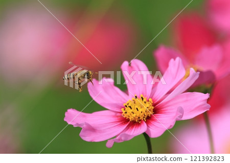 Fall cherry tree Fall cherry tree 121392823