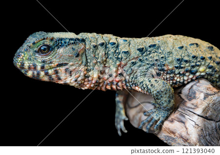 Chinese Crocodile Lizard Close-up Chinese Crocodile Lizard Close-up 121393040