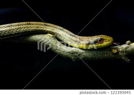 Snake crawling on a tree branch 121393045