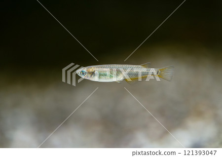 青鱂在水族館裡游泳 121393047