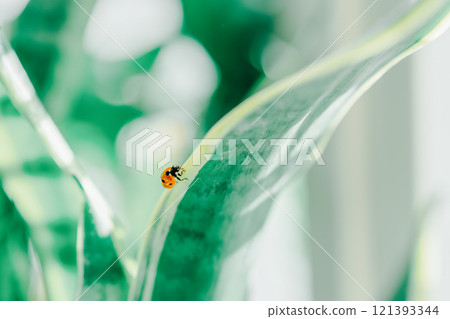 Ladybug on a leaf bathed in the morning sun Ladybug on a leaf bathed in the morning sun 121393344