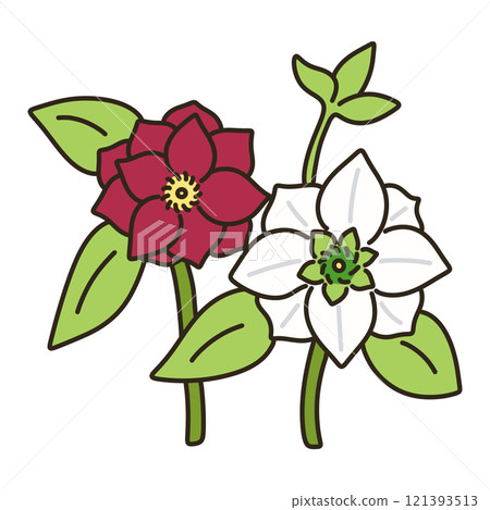 聖誕節玫瑰 聖誕節玫瑰 121393513