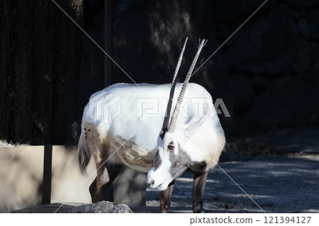 Arabian Orix 121394127
