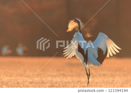 A red-crowned crane sings loudly in the morning glow 121394194