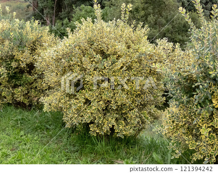 Metrosideros excelsa variegata,New Zealand Christmas Tree or iron tree globe pruned shrubs hedge in the garden 121394242