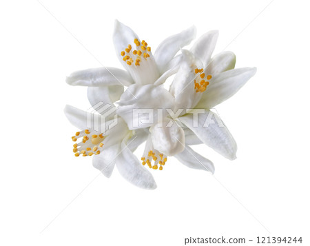 White citrus blossom bunch closeup isolated on white 121394244