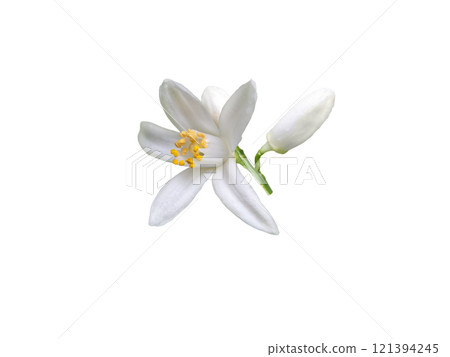 White orange tree flower and buds bunch isolated on white 121394245