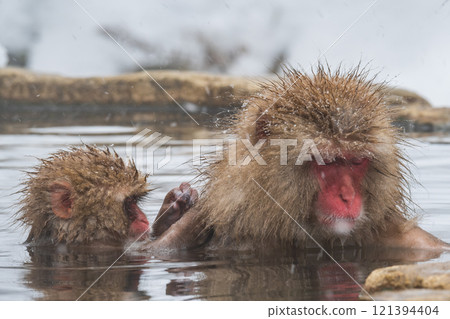 Snow Monkey (Jigokudani Monkey Park) 121394404