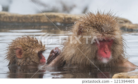 雪猴（地獄谷雪猴公園） 121394405