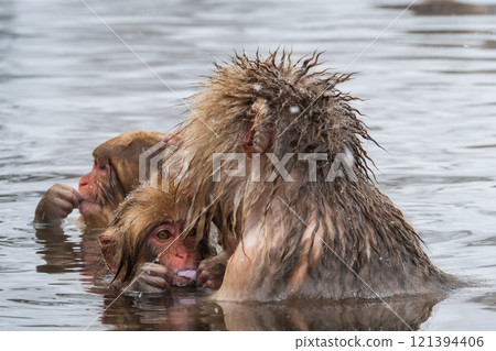 雪猴(地獄谷雪猴公園) 雪猴(地獄谷雪猴公園) 121394406