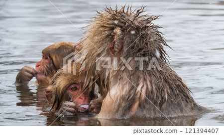 雪猴（地獄谷雪猴公園） 121394407