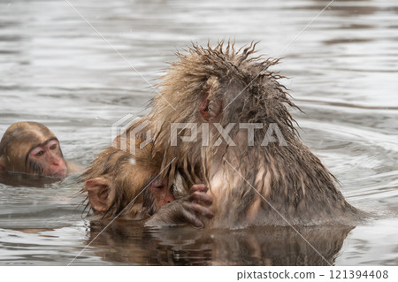 雪猴（地獄谷雪猴公園） 121394408