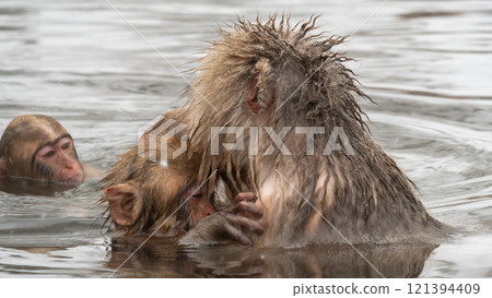 Snow Monkey (Jigokudani Monkey Park) Snow Monkey (Jigokudani Monkey Park) 121394409