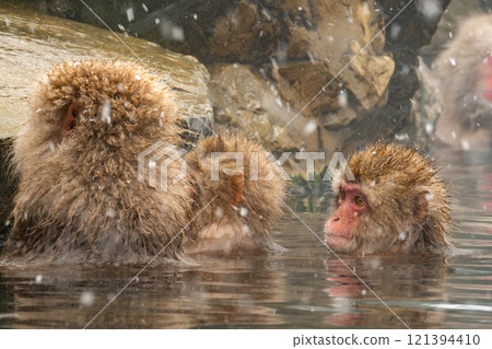 雪猴(地獄谷雪猴公園) 雪猴(地獄谷雪猴公園) 121394410