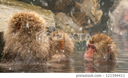 Snow Monkey (Jigokudani Monkey Park) Snow Monkey (Jigokudani Monkey Park) 121394411