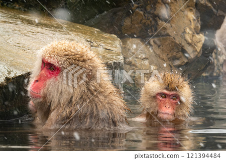 Snow Monkey (Jigokudani Monkey Park) 121394484