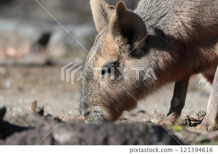 馬拉 馬拉 121394616