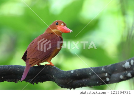 Ryukyu Kingfisher looking here Ryukyu Kingfisher looking here 121394721