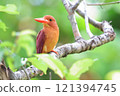 A Ryukyu kingfisher resting on a branch 121394745